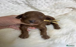 Goldendoodle dogs for sale: multigenerational Australian Golden doubledoodles - Image 14