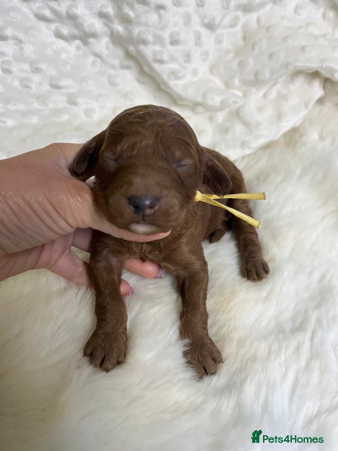 Goldendoodle dogs for sale: multigenerational Australian Golden doubledoodles - Image 14