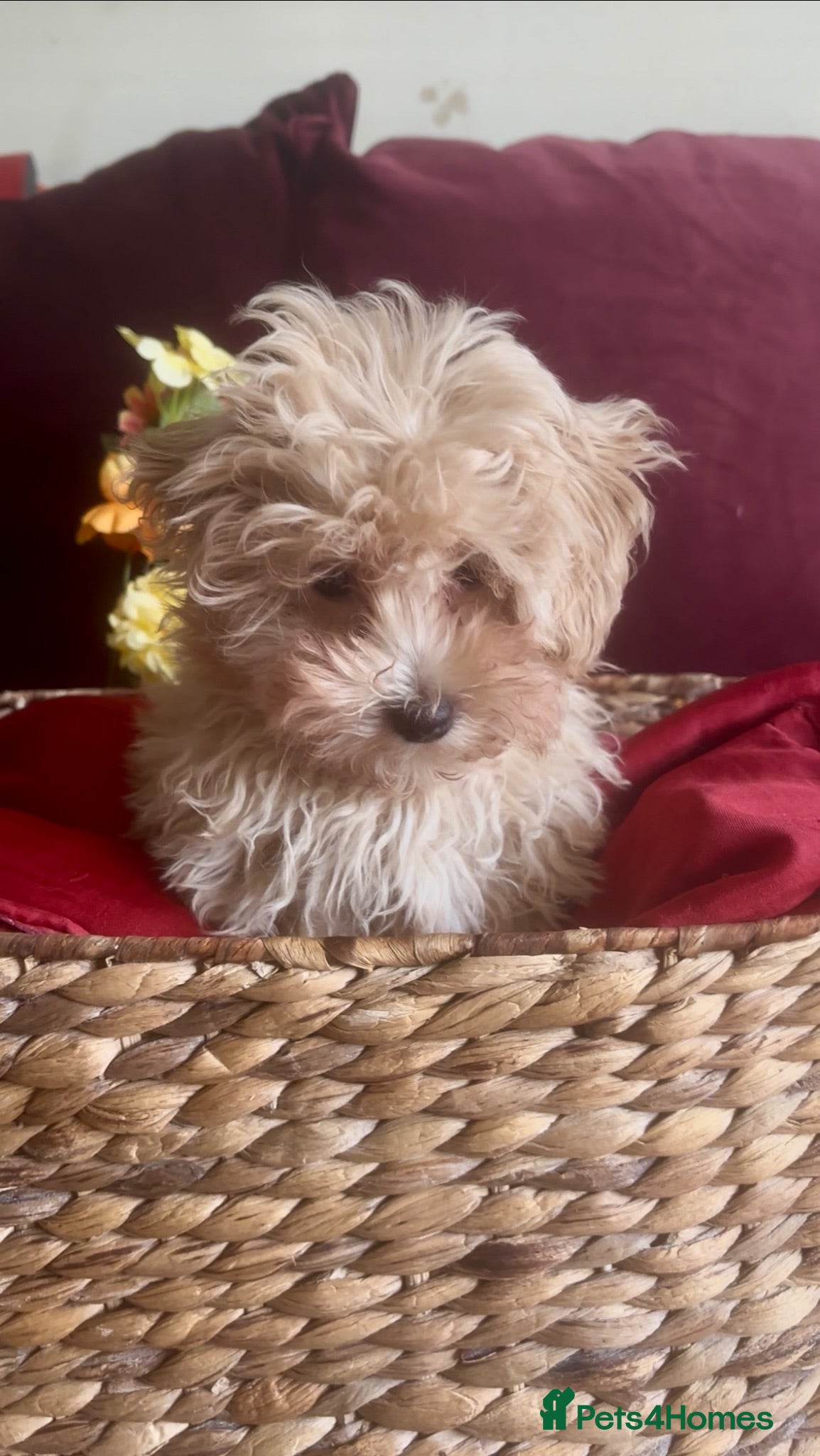 Maltipoo dogs Beautiful Maltipoos  - Advert 6