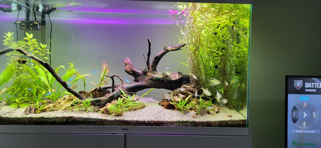 Tetras fish for sale: Fish Tank (200L) - Image 6