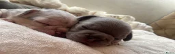 French Bulldog dogs for sale: French bulldog rope puppies  in Bournemouth - Advert 4