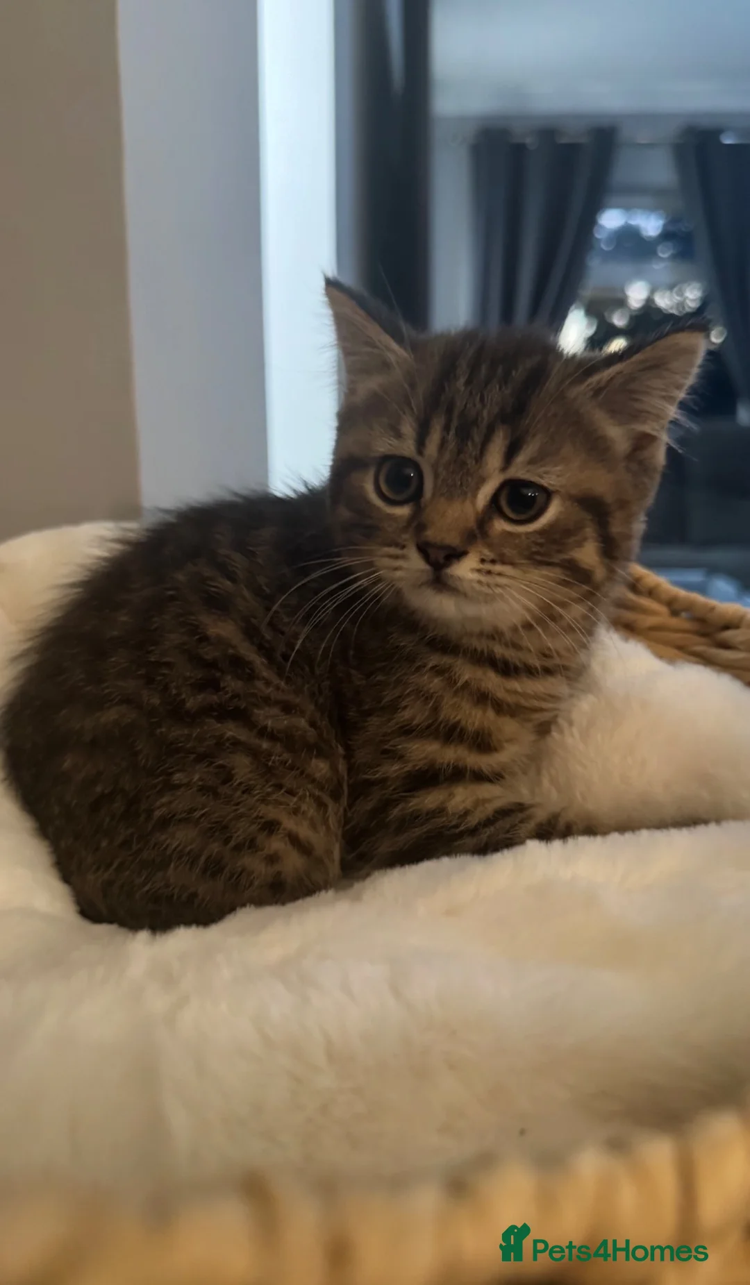 Mixed Breed cats for sale: British shorthair x Persian  - Advert 15