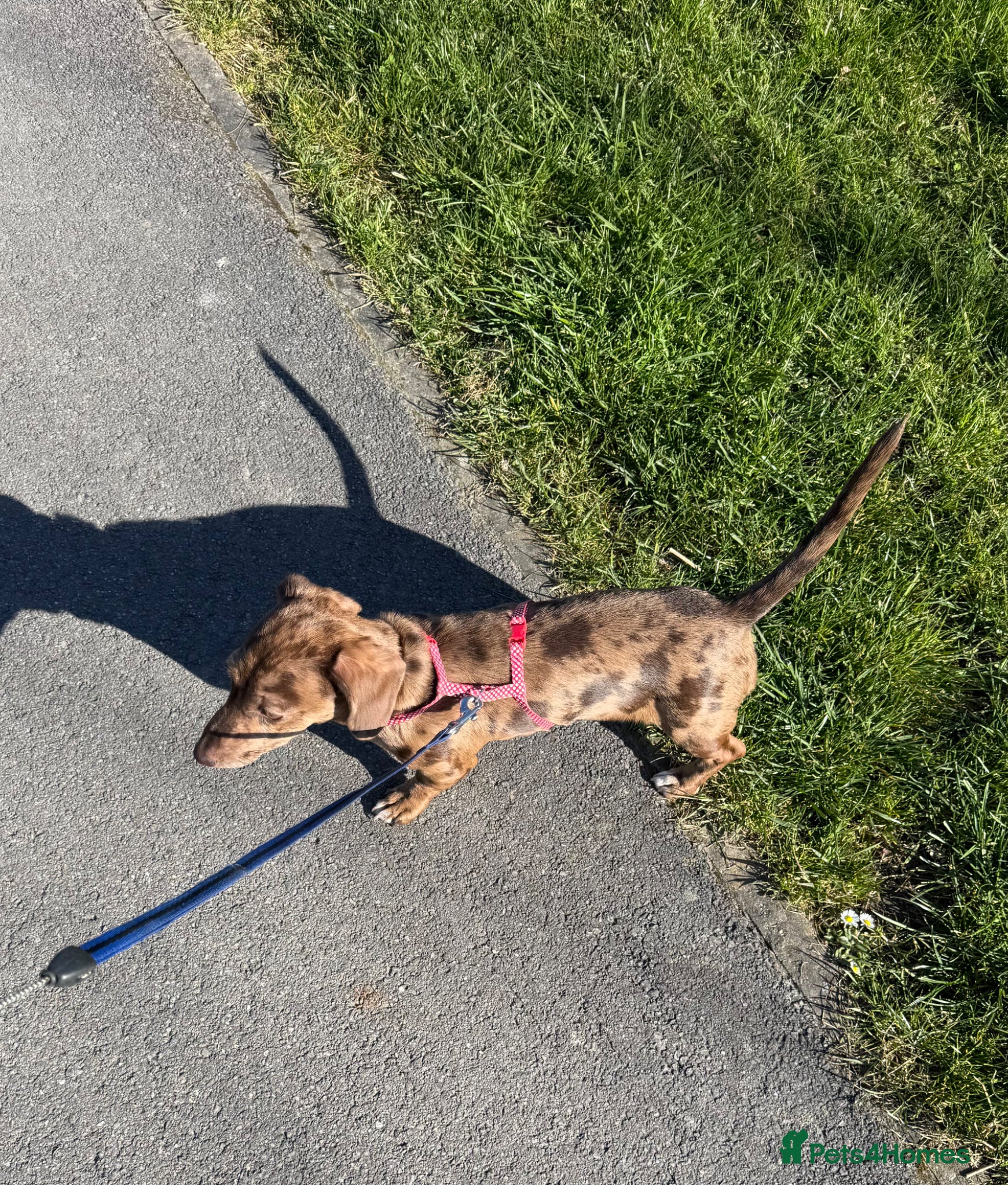 Dachshund dogs Female Dachshund looking for loving home. - Advert 2