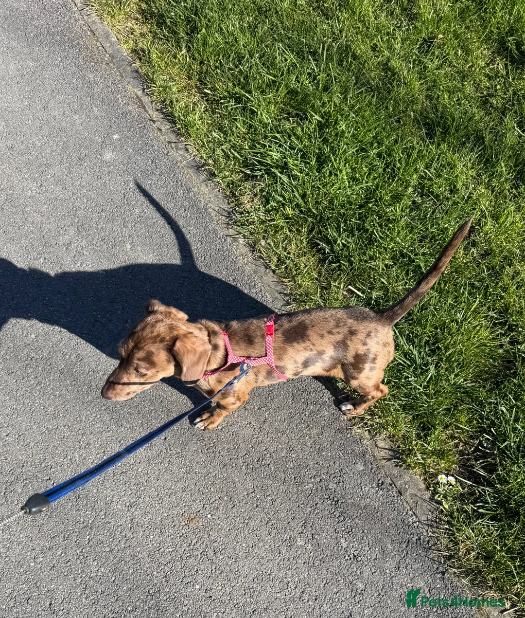Dachshund dogs for sale: Female Dachshund looking for loving home. - Advert 1