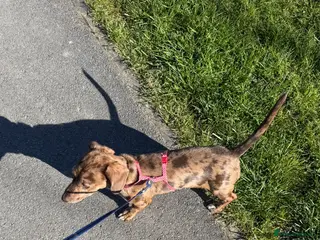 Dachshund dogs Female Dachshund looking for loving home. - Advert 1