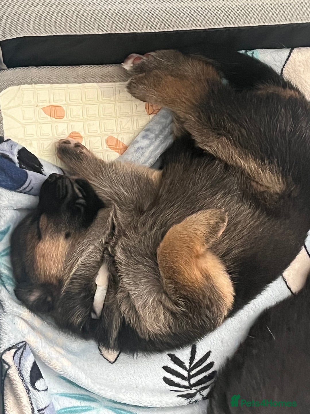 German Shepherd dogs for sale: Beautiful Straight Back German Shepherd  - Image 1