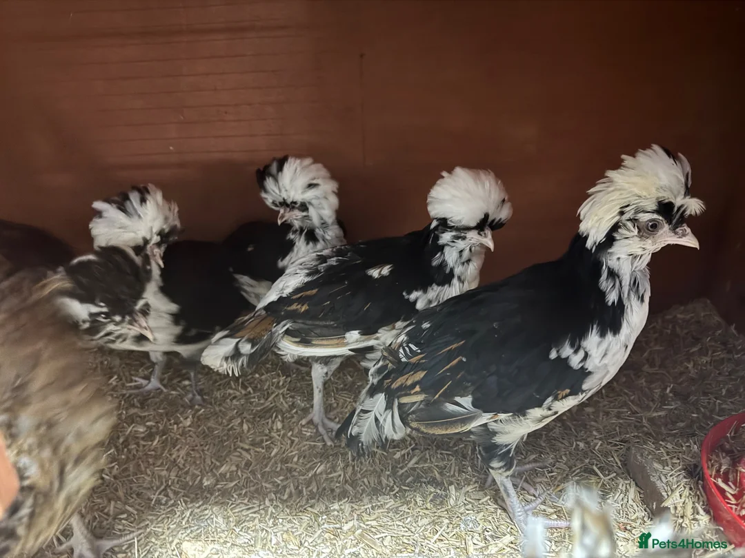 Chickens poultry for sale: Tolbunt Polish Growers  - Advert 1