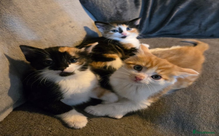 Mixed Breed cats - Advert 8