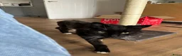 Mixed Breed cats for adoption: The “cancel your plans” cat. - Advert 1