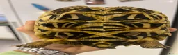Tortoise reptiles for sale: Three Indian Star Tortoise  in Taunton - Advert 7