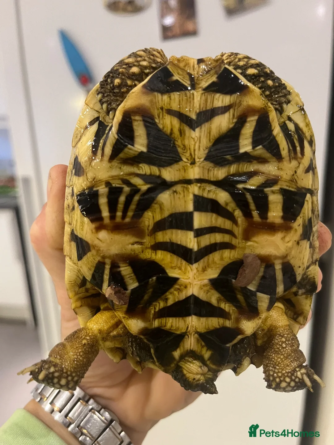 Tortoise reptiles for sale: Three Indian Star Tortoise  in Taunton - Advert 7