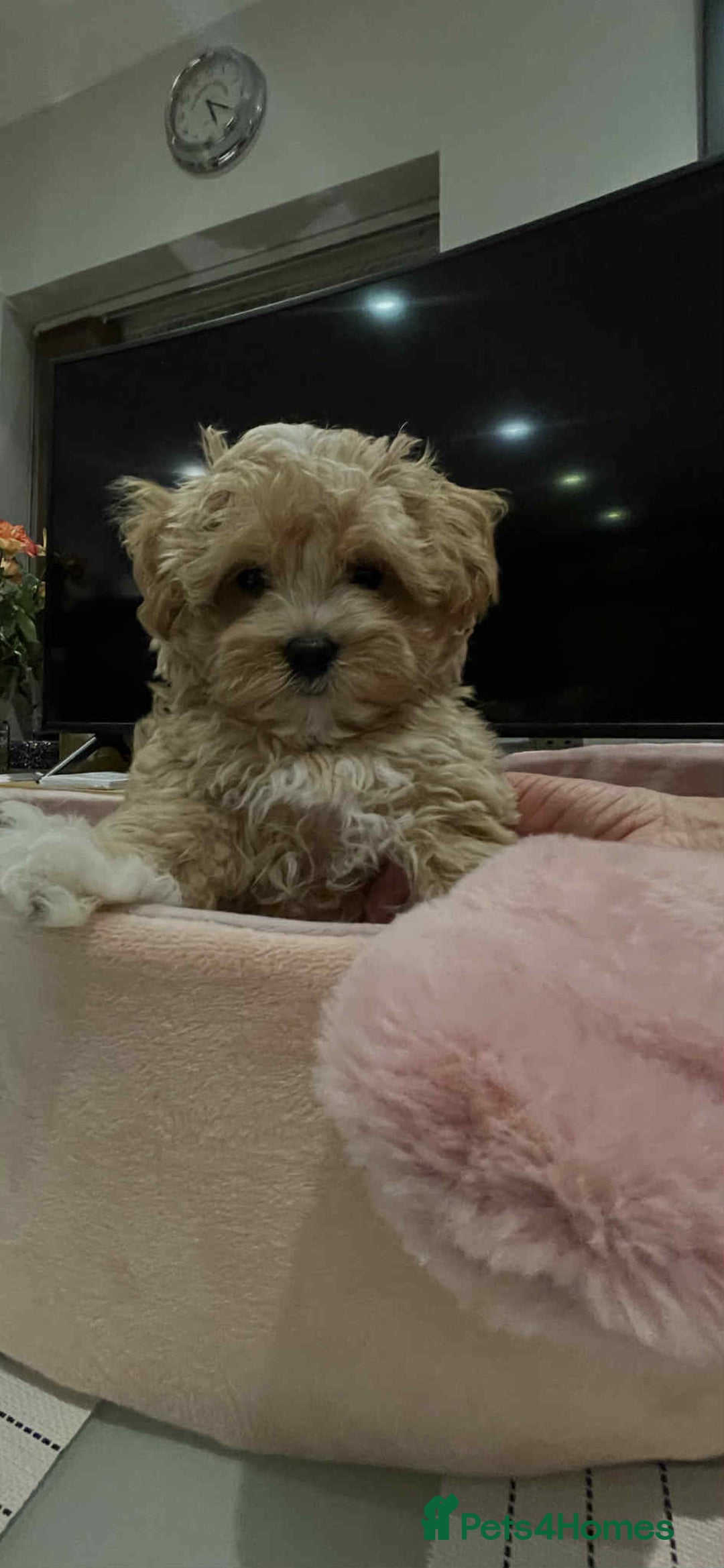 Maltipoo dogs for sale: Maltipoo girl puppy for sale  - Advert 19