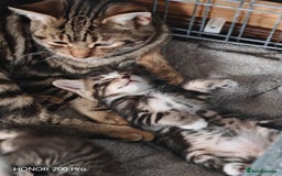Mixed Breed cats for sale: Cuddly mixed breed kittens - Image 5