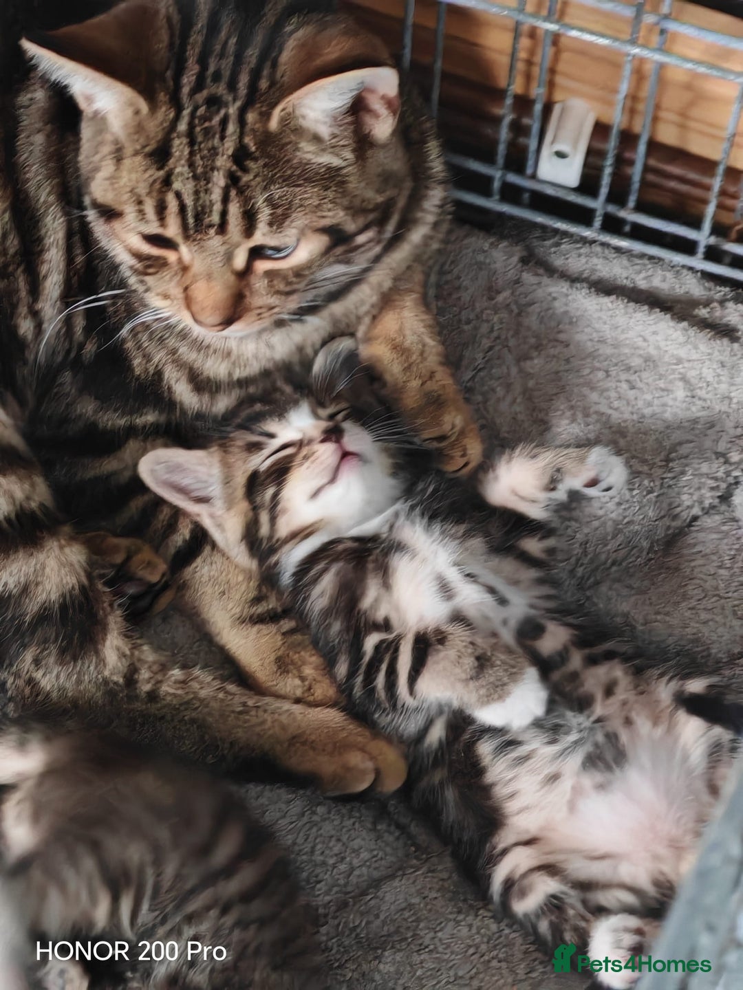 Mixed Breed cats for sale: Cuddly mixed breed kittens - Image 5