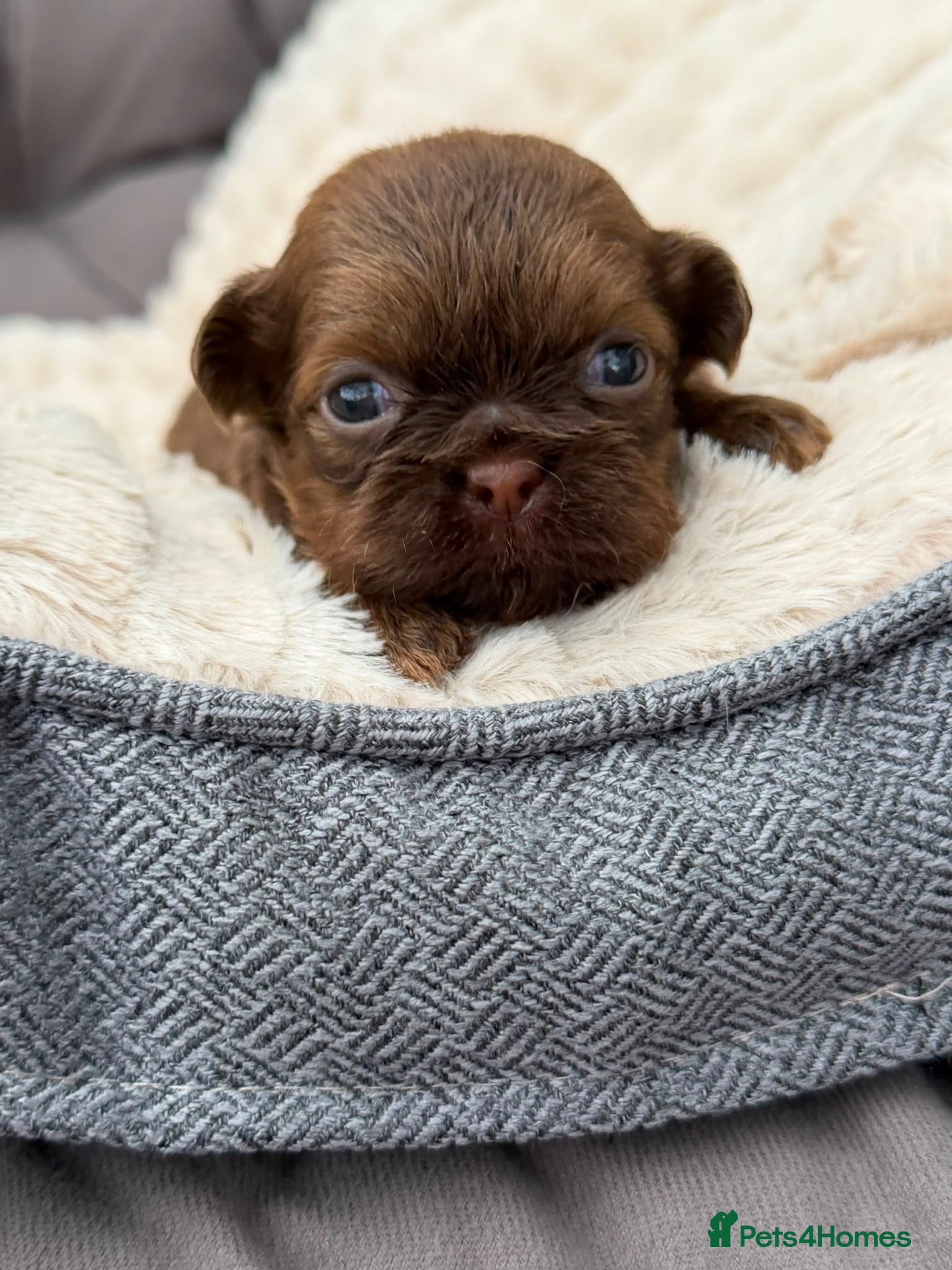 Shih Tzu dogs Shihtzu babies - Advert 8