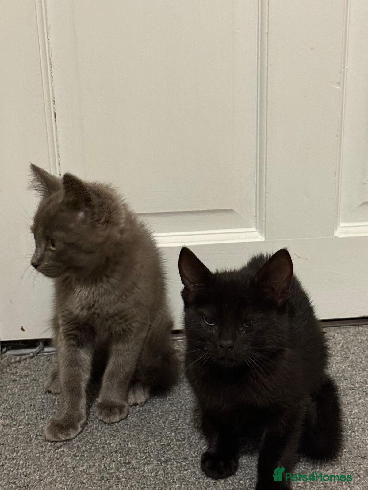 Mixed Breed cats Blue and Black Bonded Pair Male Kittens - Advert 1