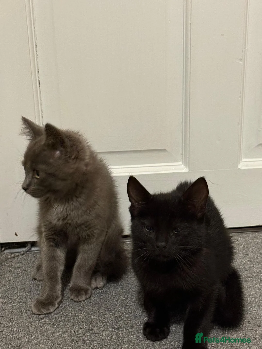 Mixed Breed cats for sale: Blue and Black Bonded Pair Male Kittens - Advert 2