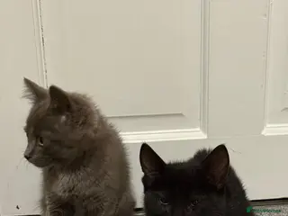Mixed Breed cats Blue and Black Bonded Pair Male Kittens - Advert 1