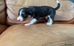 Border Collie dogs for sale: Border Collie Pups Merle, Tri-colour & Blk/wht - Image 17