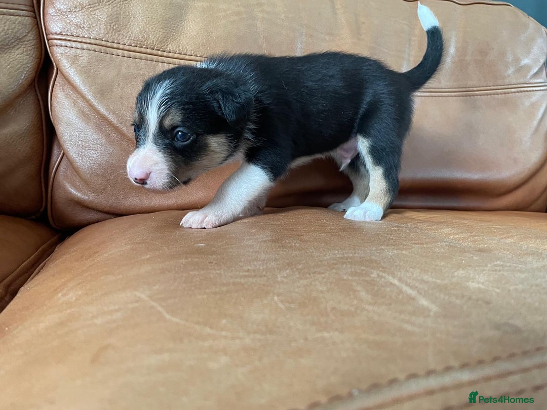 Border Collie dogs for sale: Border Collie Pups Merle, Tri-colour & Blk/wht - Image 17