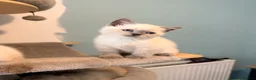 British Shorthair cats for sale: Beautiful Colour point kittens available now! - Advert 6
