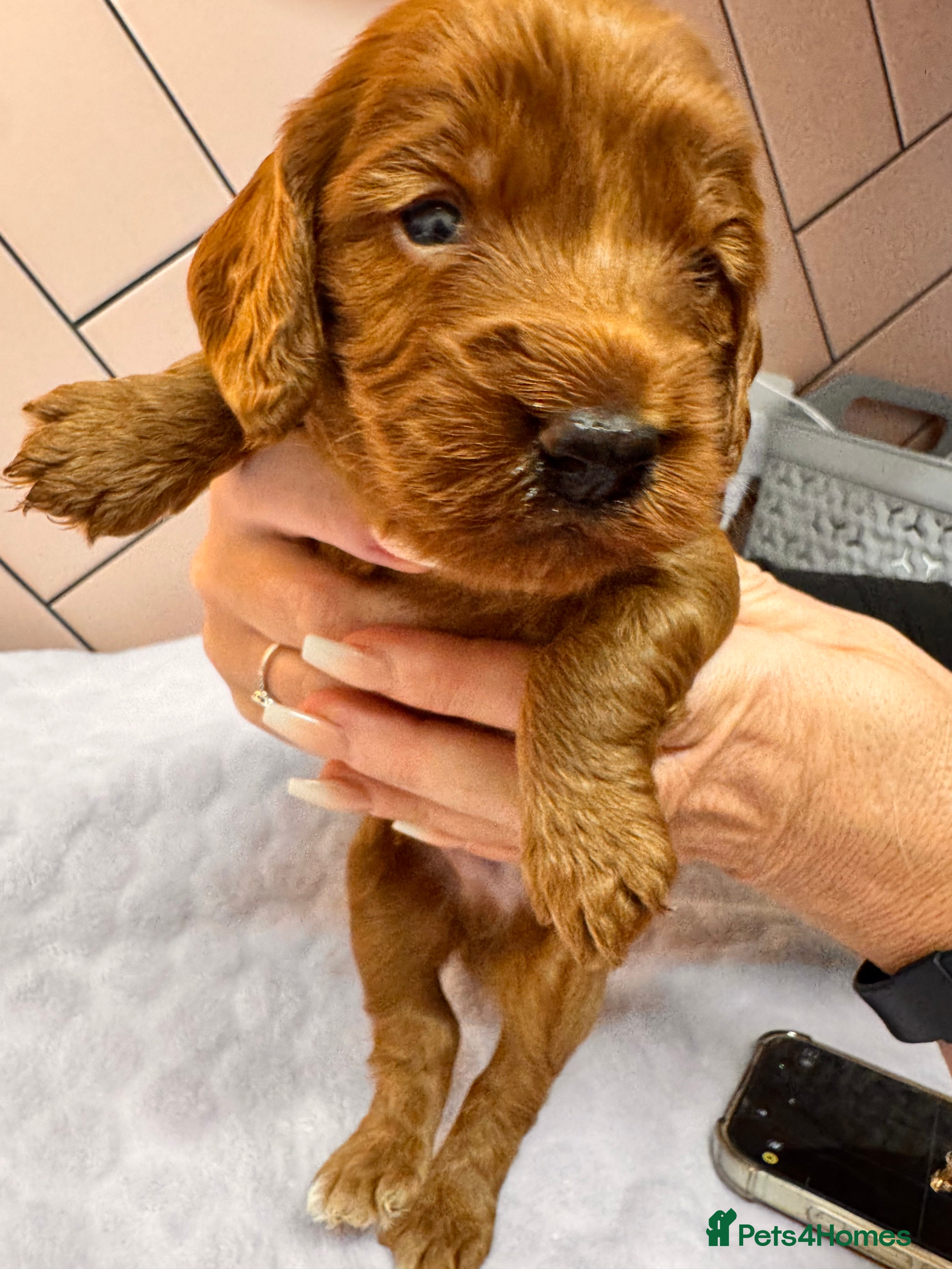 Cockapoo dogs Beautiful Deep Red Cockerpoo Litter Health Checked - Advert 9