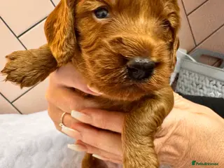 Cockapoo dogs Beautiful Deep Red Cockerpoo Litter Health Checked - Advert 9