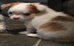 Chihuahua dogs for sale: 2 Chihuahua puppies left,ready now - Image 8