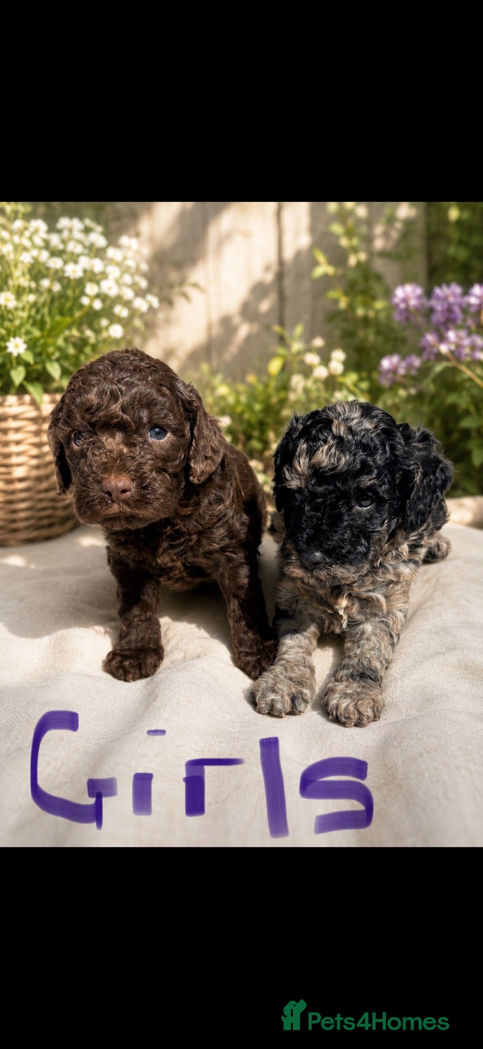 Cockapoo dogs F1BToy Cockapoo puppies girls and boys 🩷💙 - Advert 4