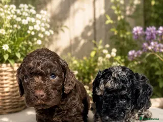 Cockapoo dogs F1BToy Cockapoo puppies girls and boys 🩷💙 - Advert 4
