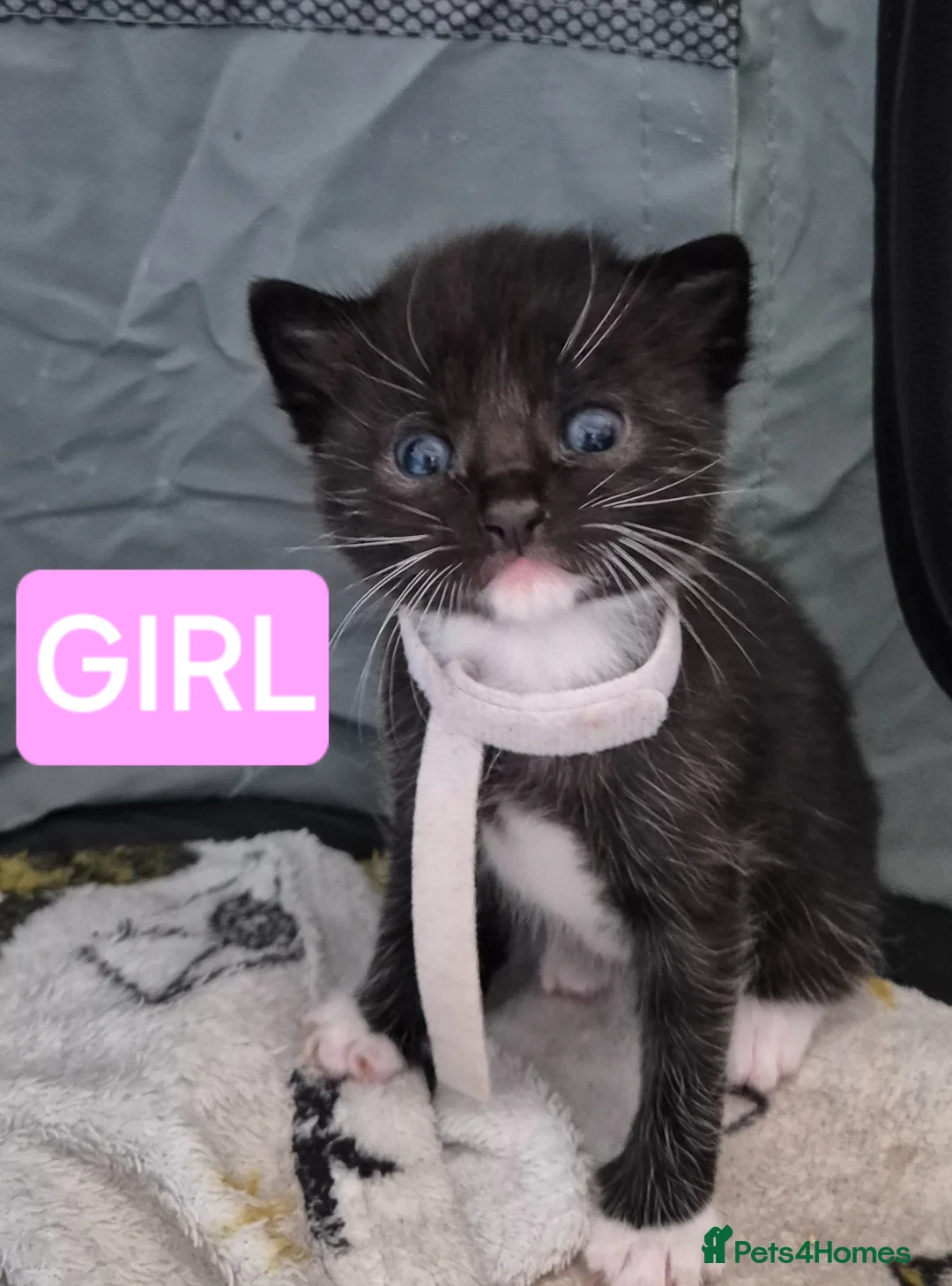 American Shorthair cats for sale: Female kittens left - Advert 7