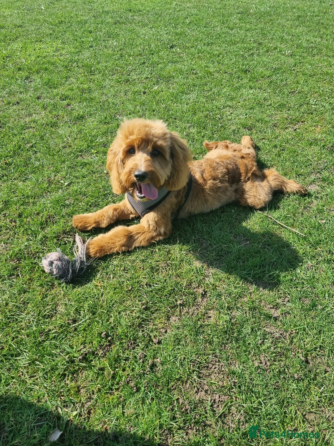 Cockapoo dogs for sale: F1B Cockapoo girl looking for her forever home. - Image 5