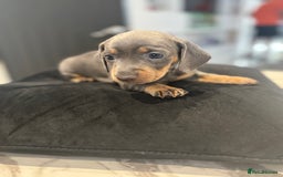 Dachshund dogs for sale: Dachshund Puppy - Image 2