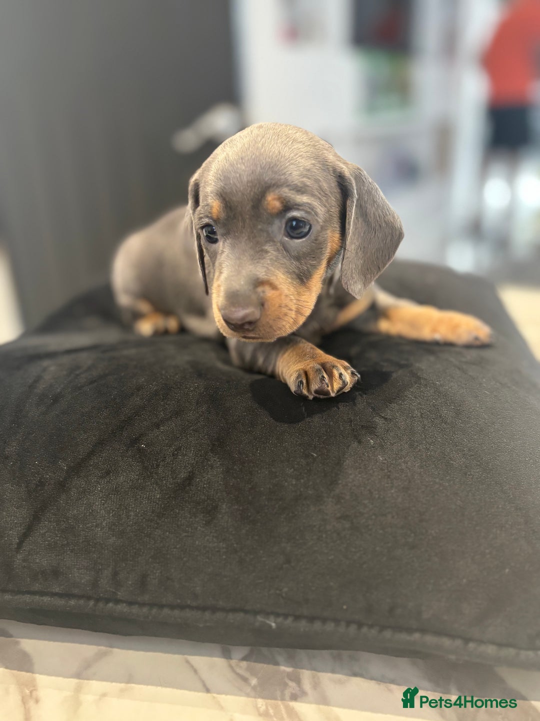 Dachshund dogs for sale: Dachshund Puppy - Image 2
