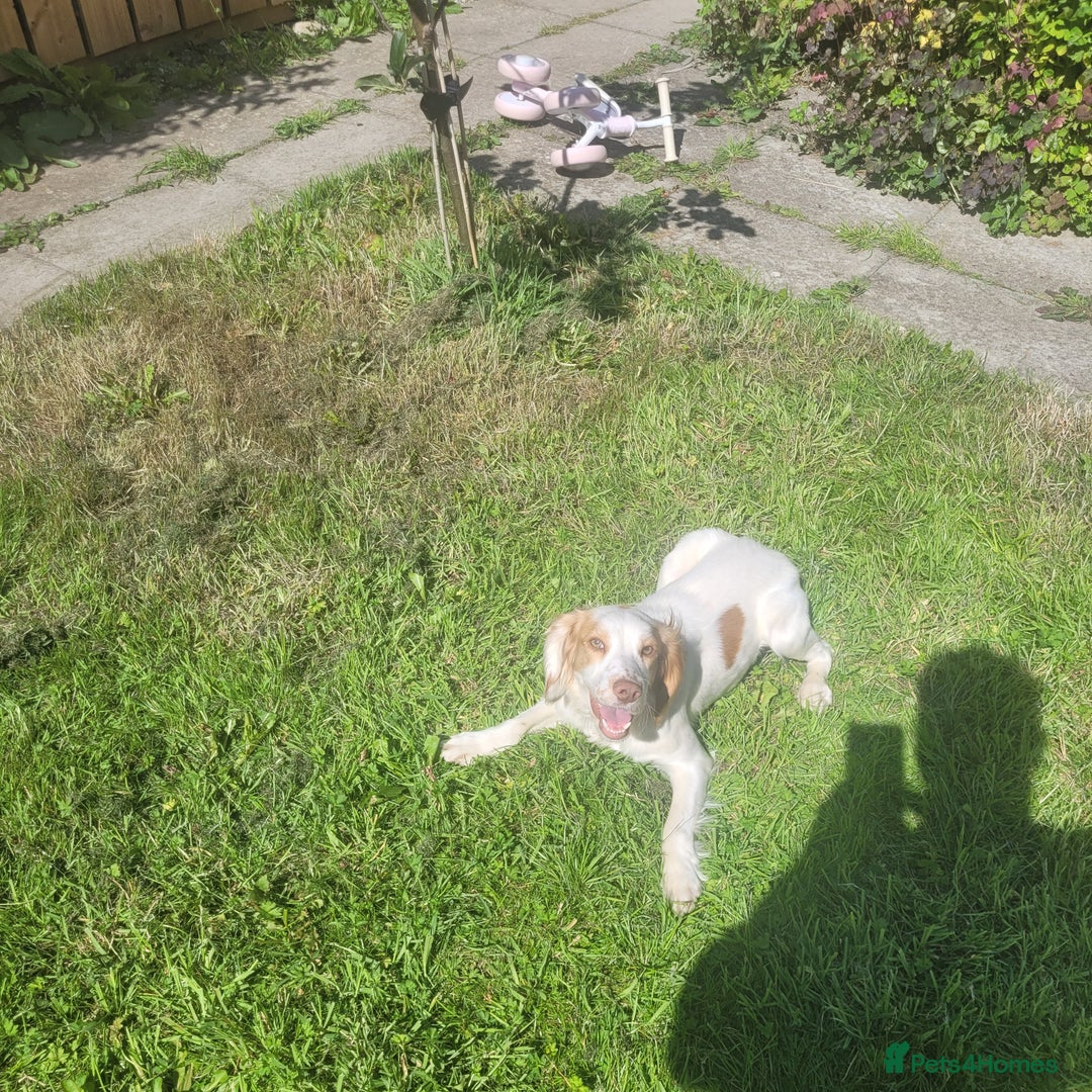 Cocker Spaniel dogs for sale: Cocker Spaniel  - Image 1