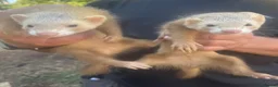 Ferret rodents for sale: 5 ferrets for sale  - Advert 3