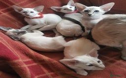 Siamese cats for sale: Siamese Kittens for sales - Image 7
