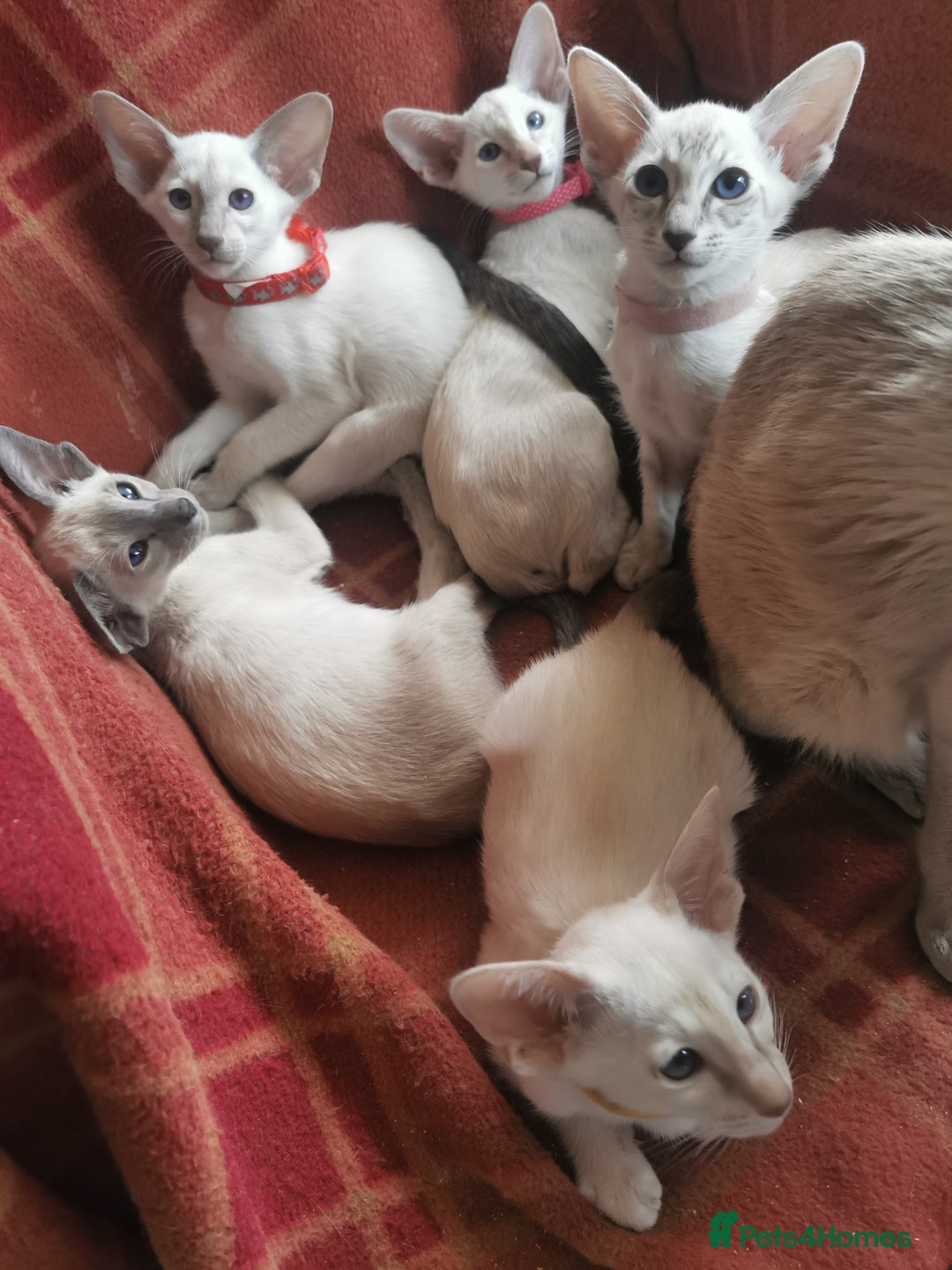 Siamese cats for sale: Siamese Kittens for sales - Image 7