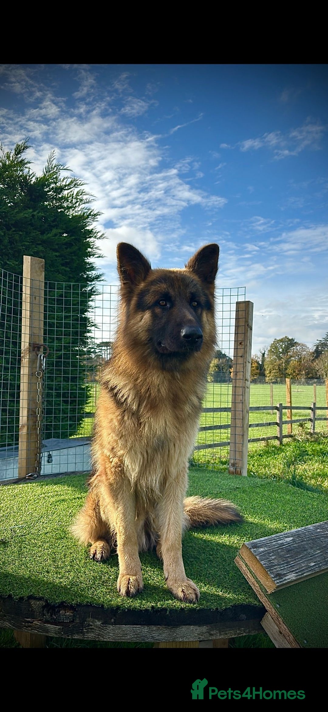 German Shepherd dogs for sale: German Shepherd - 14 month old trained male - Image 2