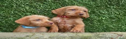 Hungarian Vizsla dogs for sale: Hungarian Wirehaired Vizsla Puppies - Advert 10