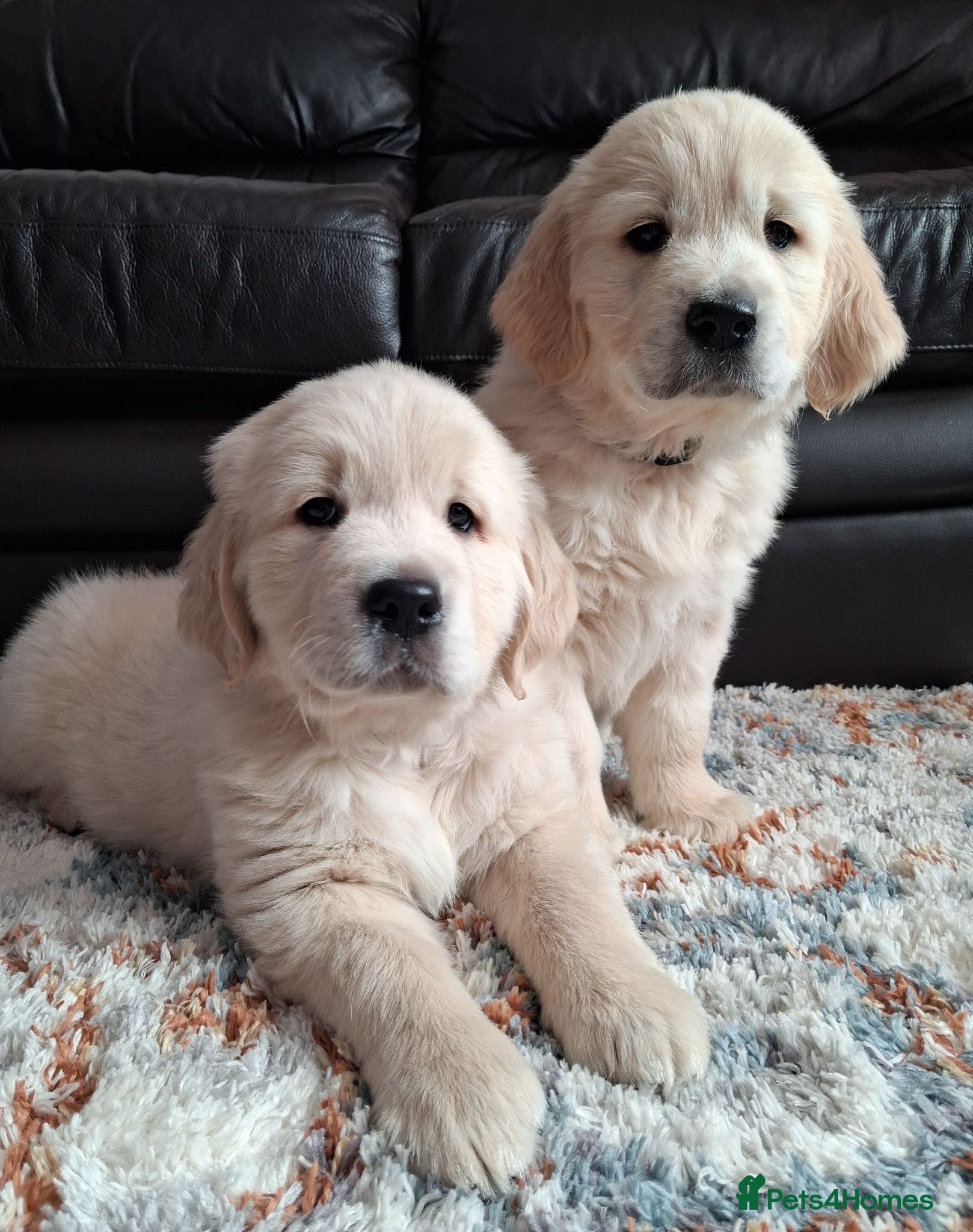 Golden Retriever dogs 2 Boys available! 🖤💜 - Advert 2