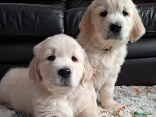 Golden Retriever dogs 2 Boys available! 🖤💜 - Advert 2
