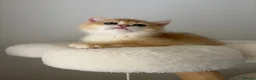 British Shorthair cats for sale: Beautiful Golden Chinchilla BSH Ny12 & Ny25 Girl - Advert 11