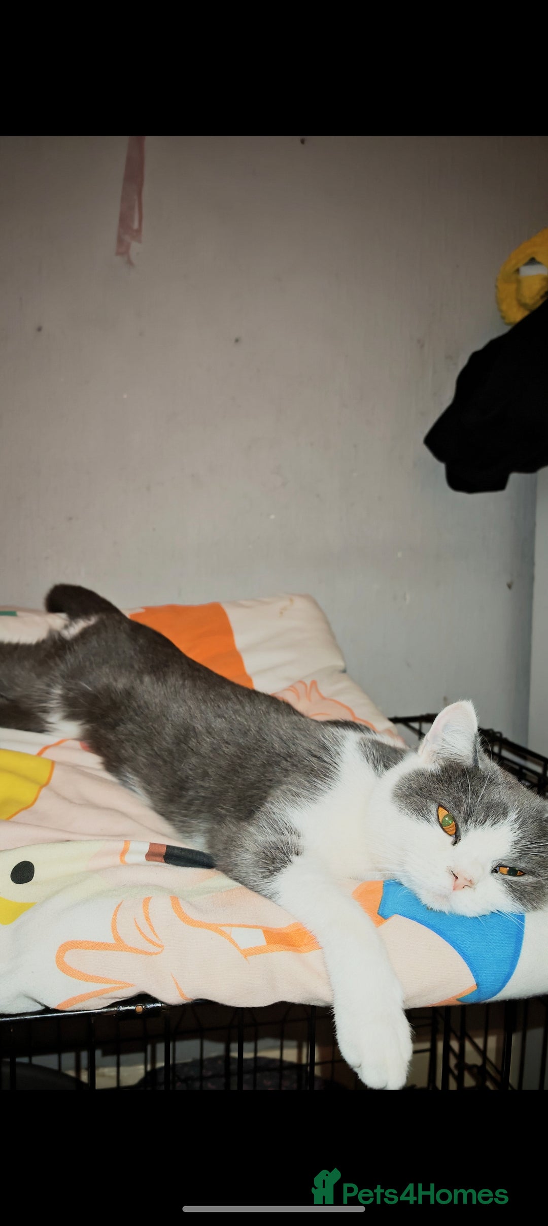 British Shorthair cats for sale: British shorthair  - Advert 3