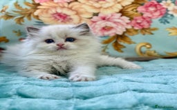Ragdoll cats for sale: One girl left  - Image 6