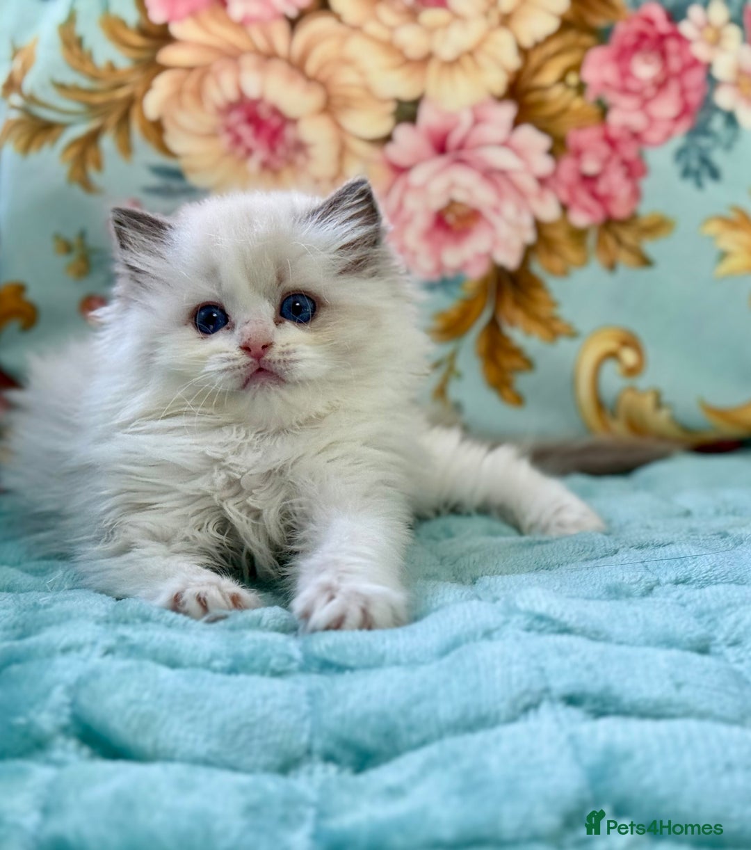 Ragdoll cats for sale: One girl left  - Image 6