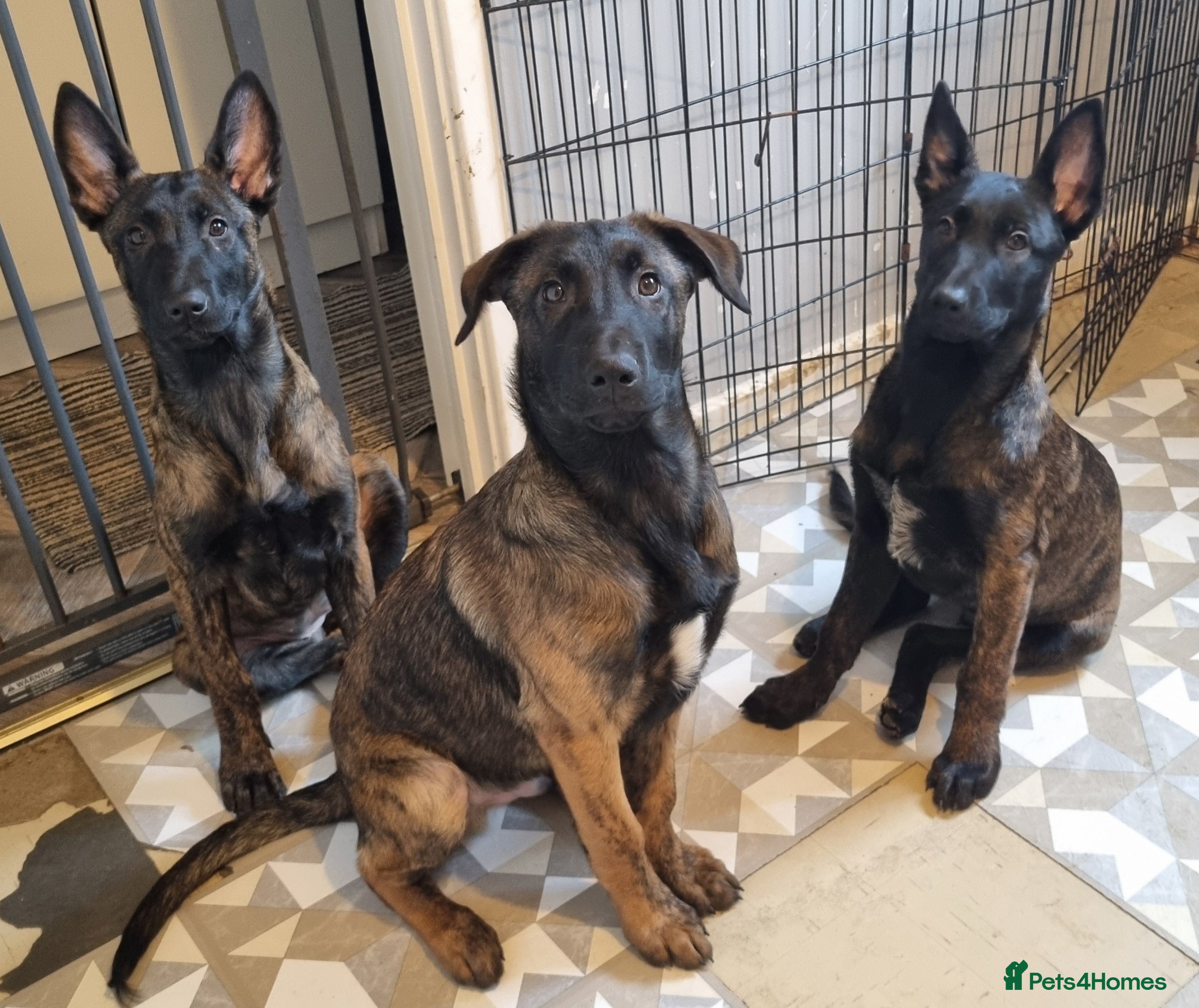 Belgian Shepherd Dog dogs  2 💙 1 🩷looking for their forever family   - Advert 3