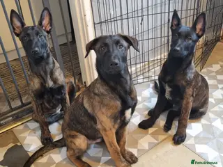 Belgian Shepherd Dog dogs 2 💙 1 🩷looking for their forever family - Advert 3