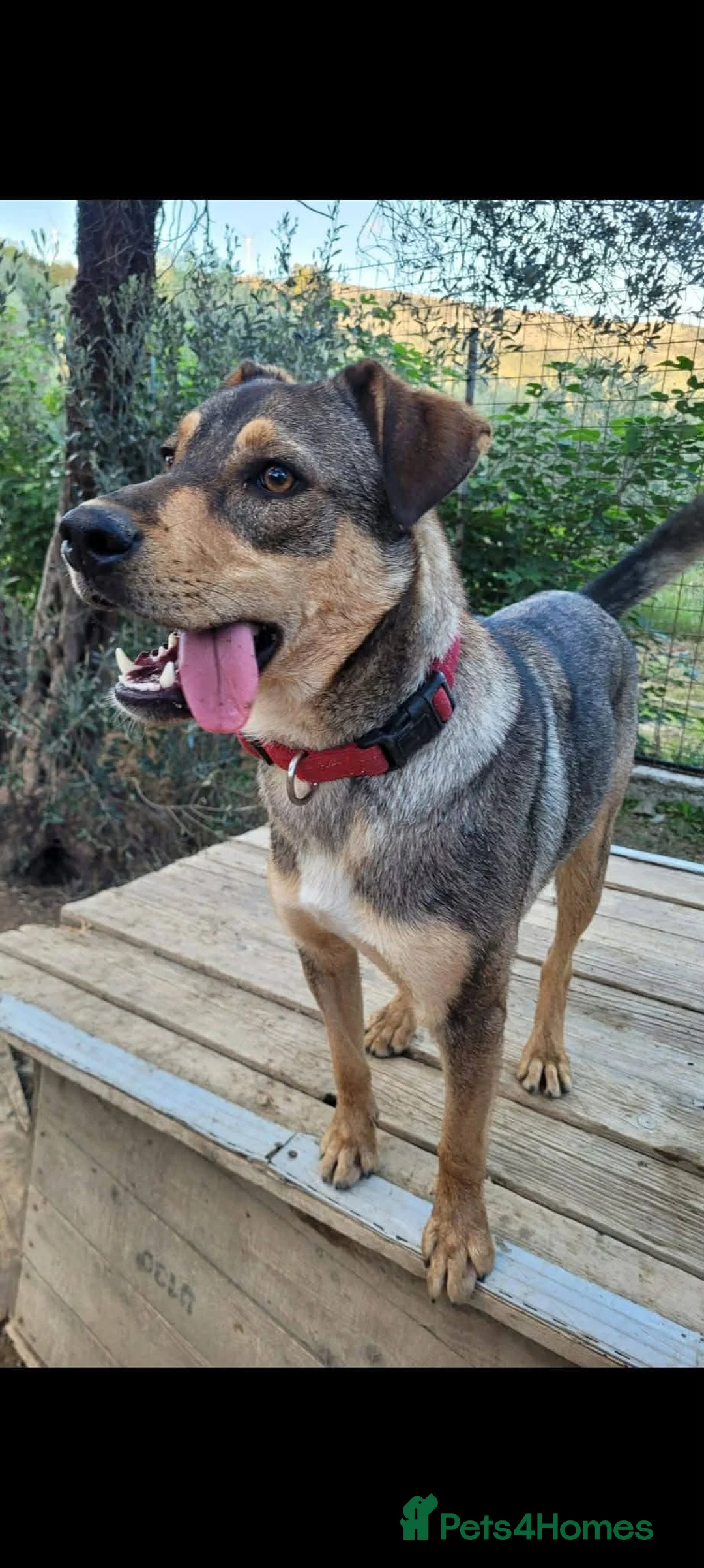 Mixed Breed dogs for adoption: Musu! - Advert 4