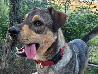 Mixed Breed dogs Musu! - Advert 1